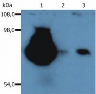 SM3024P - CD44