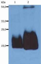 SM3033P - CD59