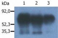 SM3106P - PAG1 / Csk-binding protein