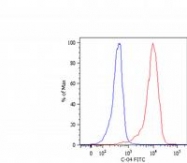 SM3043P - Cytokeratin 18