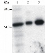 SM3108P - FYN