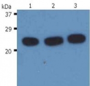 AM03035PU-N - HRAS
