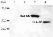 AM03081PU-N - HLA class I alpha G / HLA-G