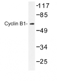 AP01169PU-N - Cyclin B1