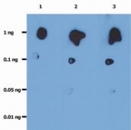 SM3051P - HIV-1