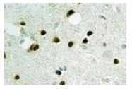 AP01181PU-N - Histone H2B