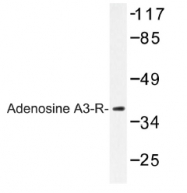 AP01190PU-N - Adenosine receptor A3