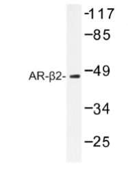 AP01192PU-N - Beta-2 adrenergic receptor