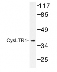 AP01196PU-N - CYSLTR1