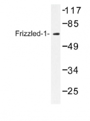 AP01203PU-N - FZD1 / Frizzled-1