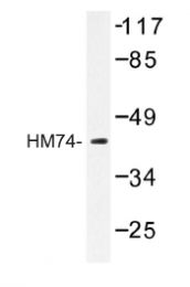 AP01206PU-N - Nicotinic acid receptor 2