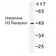 AP01216PU-N - Histamine H3 receptor