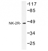 AP01220PU-N - TACR2 / NK2R