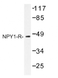 AP01221PU-N - NPY receptor 1 / NPY1R