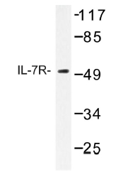 AP01223PU-N - CD127 / IL7R