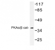 AP01230PU-N - PRKACA