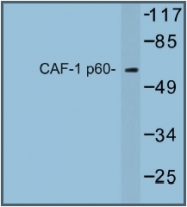 AP01236PU-N - CAF-1 subunit B
