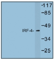 AP01237PU-N - IRF4