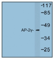 AP01241PU-N - AP2-gamma / TFAP2C