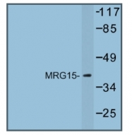 AP01243PU-N - MRG15
