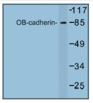 AP01246PU-N - Cadherin-11
