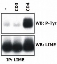 SM3137P - LIME1