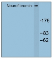 AP01247PU-N - Neurofibromin