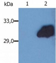 SM3145P - SOCS3 / CIS3