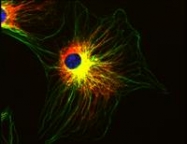 BM753S - alpha Tubulin / TUBA1B