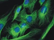BM753S - alpha Tubulin / TUBA1B