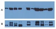 BM753S - alpha Tubulin / TUBA1B