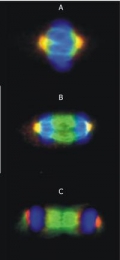 AM03014PU-N - TUBG1 / Tubulin gamma 1