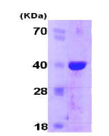 AR09069PU-L - Cyclophilin E