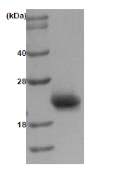 AR09079PU-L - RAC1