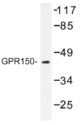 AP01258PU-N - GPR150