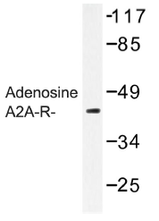 AP01259PU-N - Adenosine receptor A2a