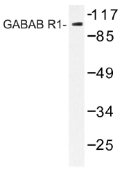 AP01268PU-N - GABBR1