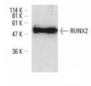 AP01513PU-N - RUNX2