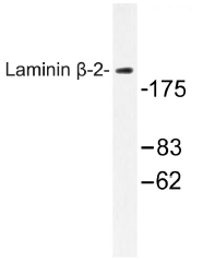 AP01289PU-N - Laminin beta-2