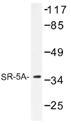 AP01292PU-N - Serotonin receptor 5A (HTR5A)