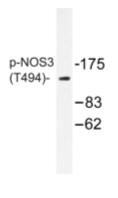 AP01888PU-N - NOS3