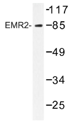 AP01298PU-N - CD312 / EMR2