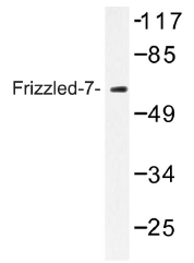 AP01299PU-N - FZD7 / Frizzled-7