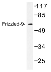 AP01300PU-N - CD349 / FZD9 / Frizzled-9