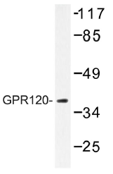 AP01302PU-N - GPR120