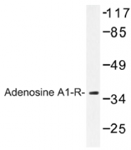 AP01303PU-N - Adenosine receptor A1