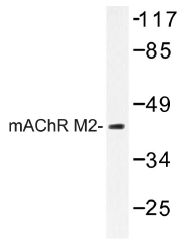 AP01304PU-N - Muscarinic acetylcholine receptor M2