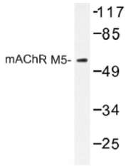 AP01305PU-N - Muscarinic acetylcholine receptor M5