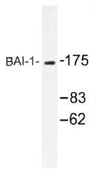 AP01307PU-N - BAI1