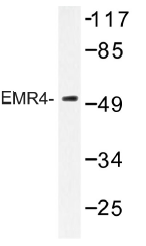 AP01313PU-N - EMR4P / GPR127